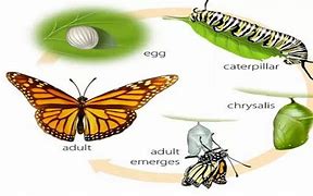 Butterfly Habitat – 6/1/2022 | Woodbury Public Library