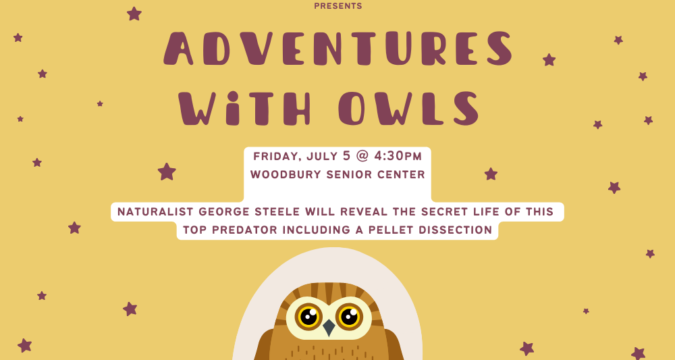 Adventures with Owls